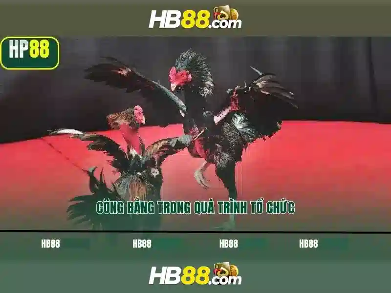 hb88 - Tổng quan về một nền tảng cá cược trực tuyến