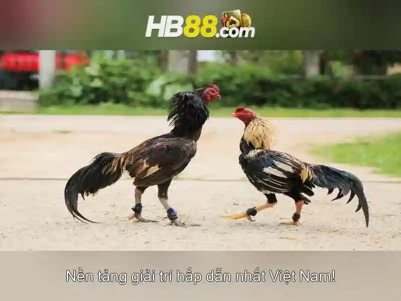 Tại sao chọn HB88